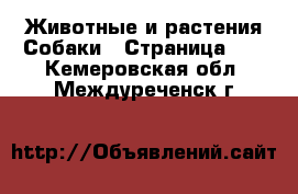 Животные и растения Собаки - Страница 17 . Кемеровская обл.,Междуреченск г.